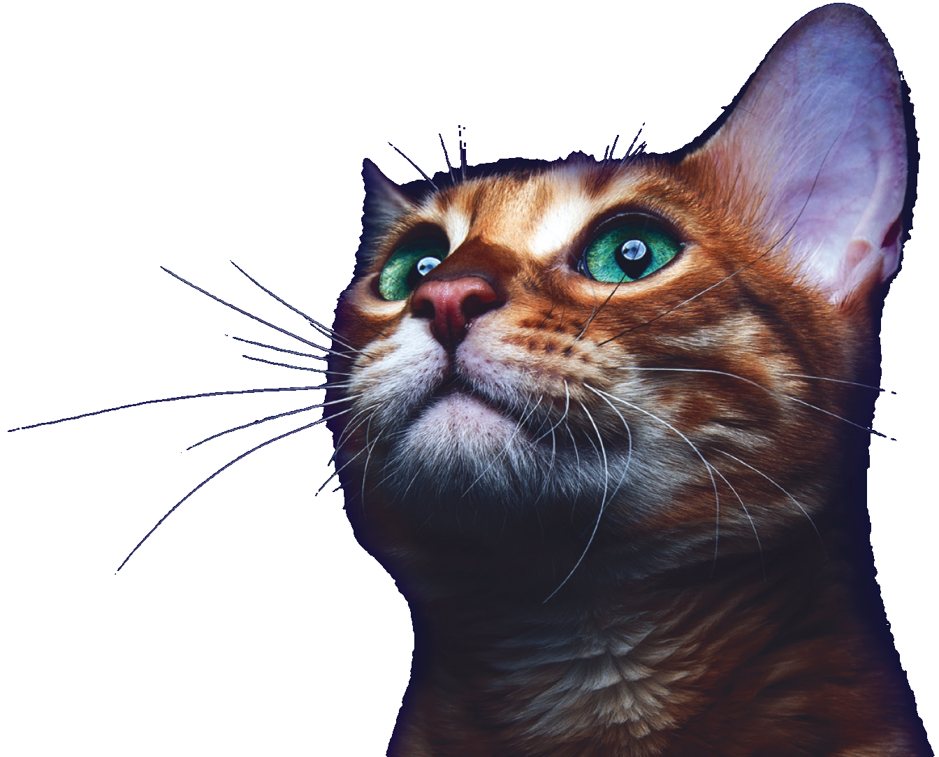 Rabbits, Small Furries & Exotic Pets