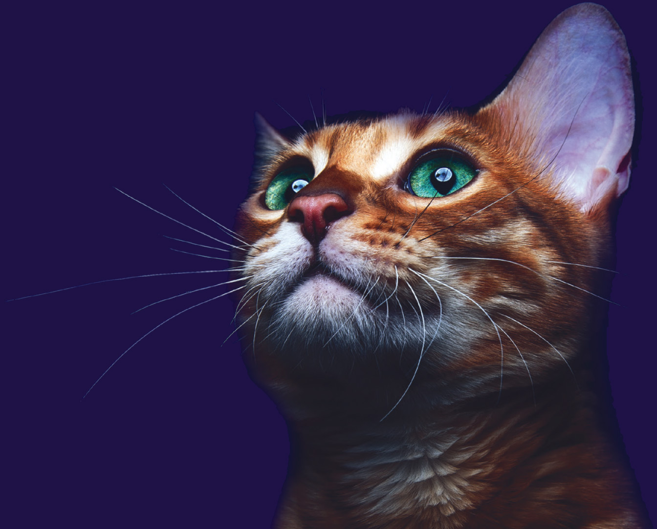 Feline Update Videos