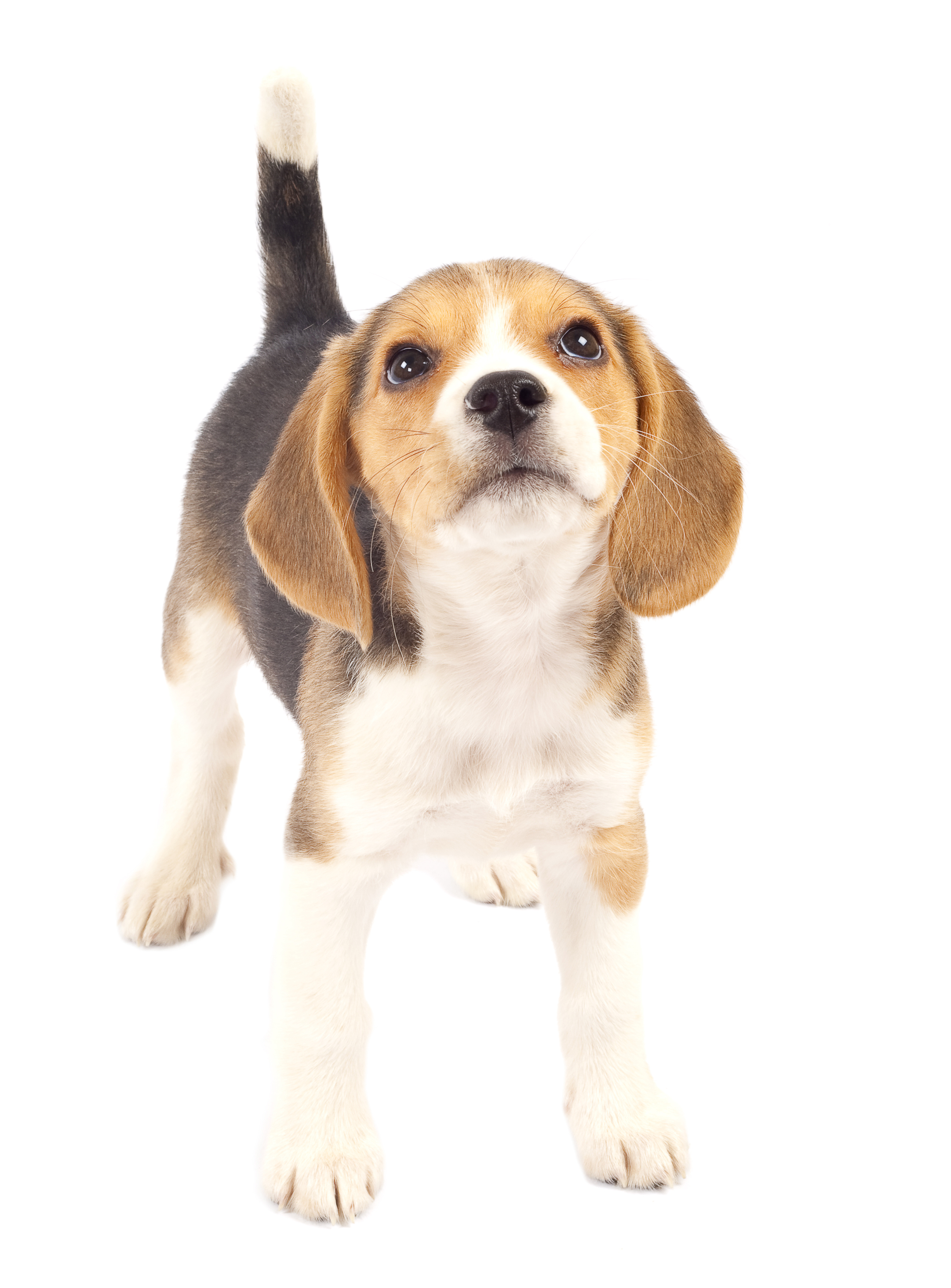 Puppy Vaccination Pack