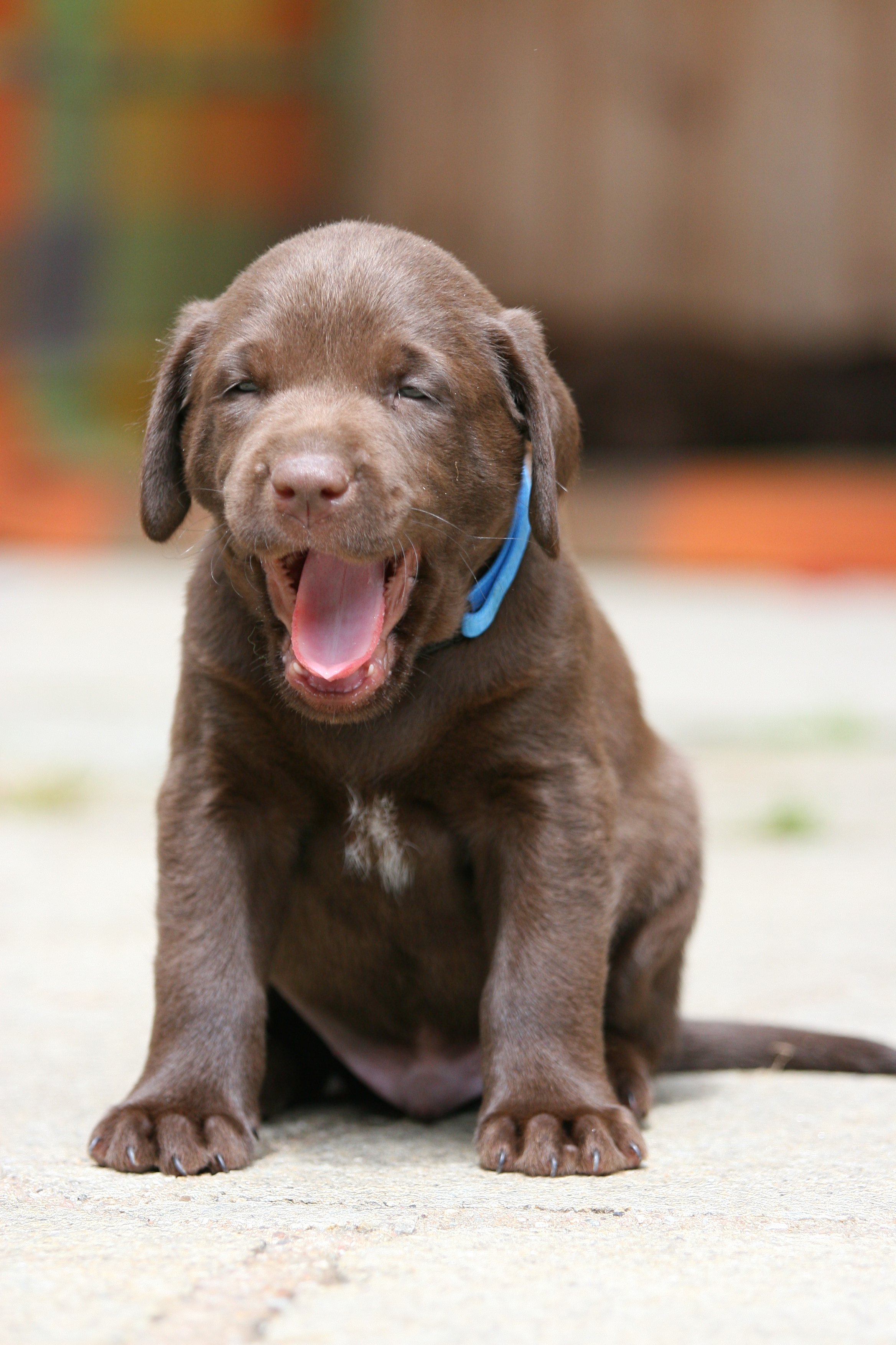 Puppy Pack Information