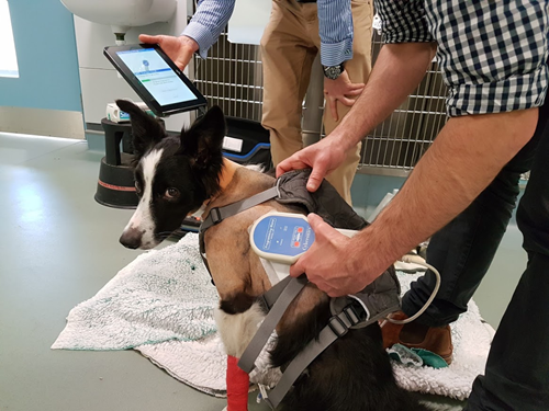 Dog having VNS adjusted