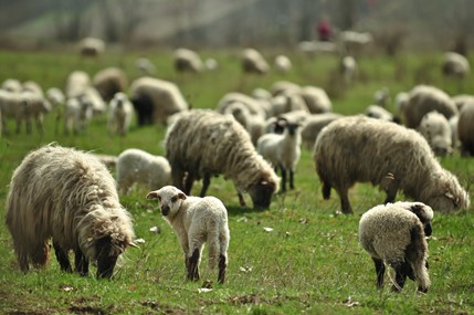 Sheep and lambs grazing in a field