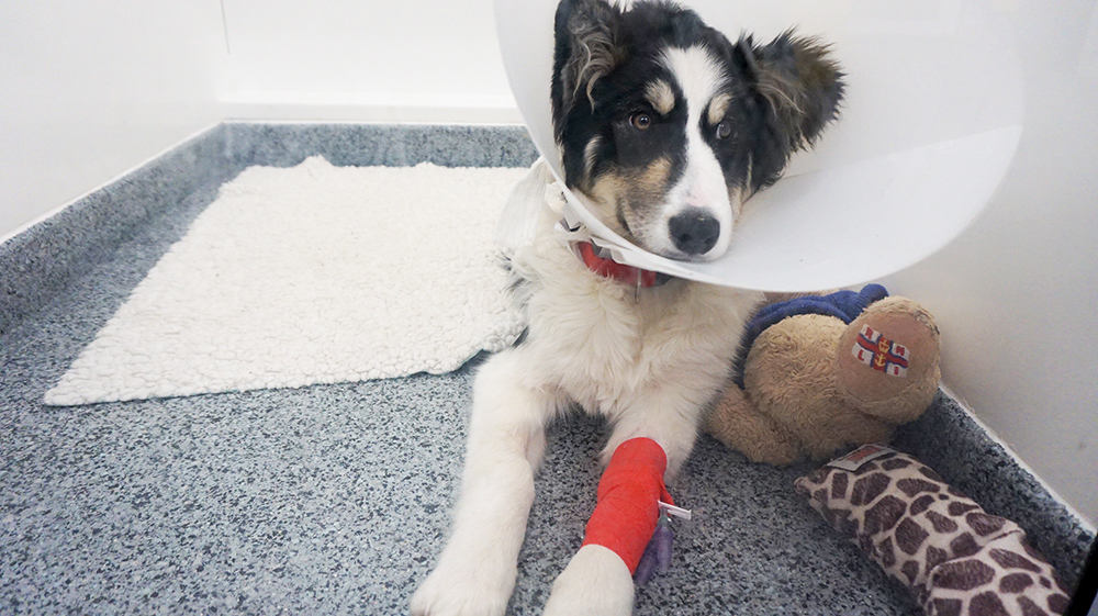 Case Study: Laser Correction for Ectopic Ureters