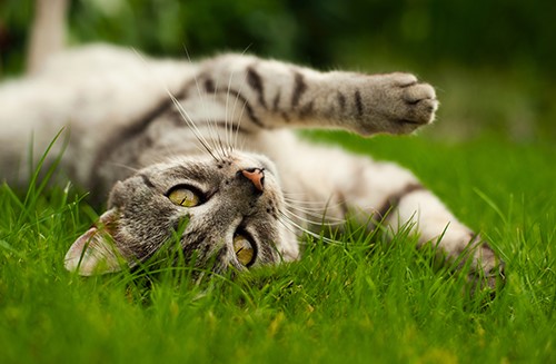 cat rolling in the grass