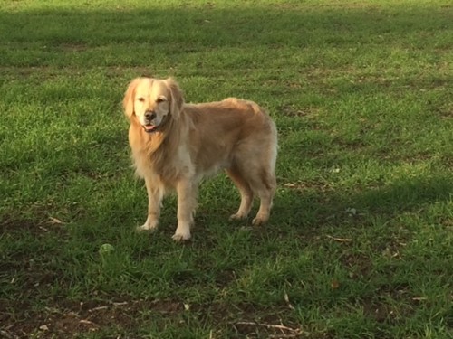 Barnaby enjoying the outdoors