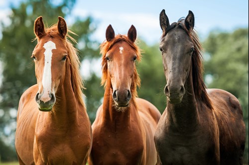A trio of horses